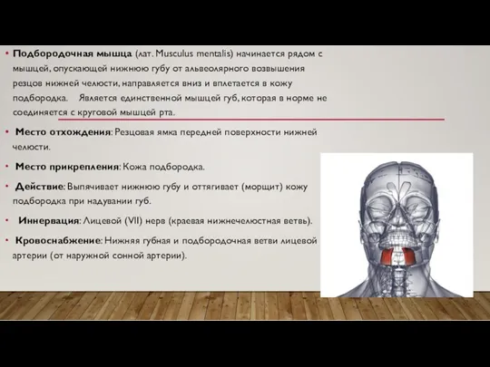 Подбородочная мышца (лат. Musculus mentalis) начинается рядом с мышцей, опускающей