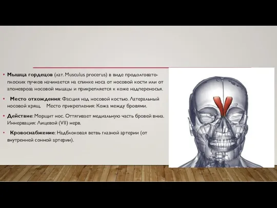 Мышца гордецов (лат. Musculus procerus) в виде продолговато-плоских пучков начинается