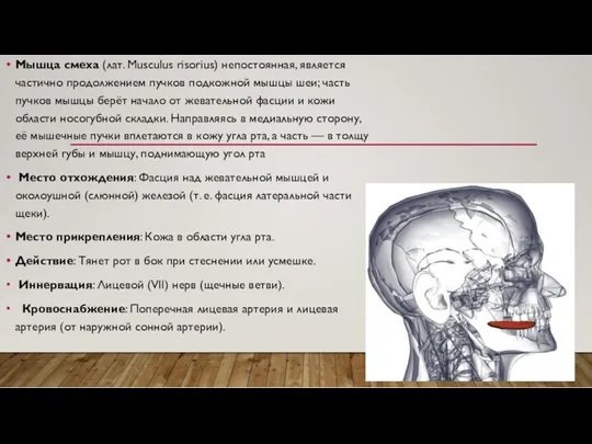 Мышца смеха (лат. Musculus risorius) непостоянная, является частично продолжением пучков