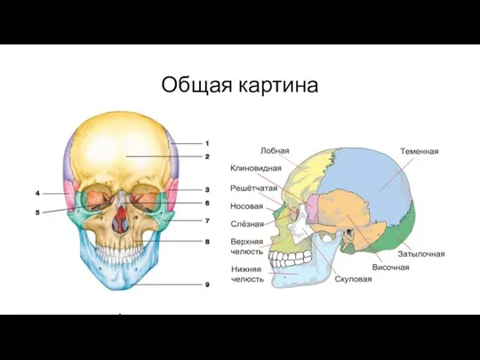 Общая картина