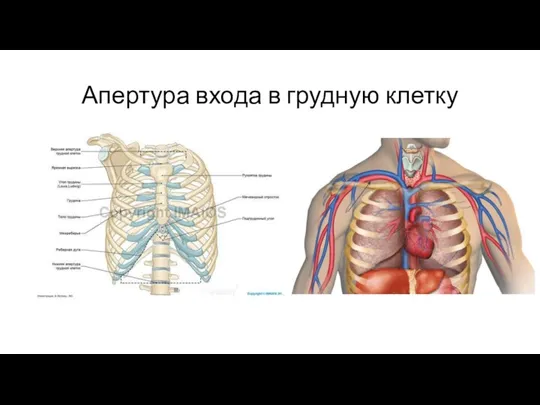 Апертура входа в грудную клетку