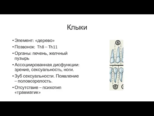 Клыки Элемент: «дерево» Позвонок: Th8 – Th11 Органы: печень, желчный