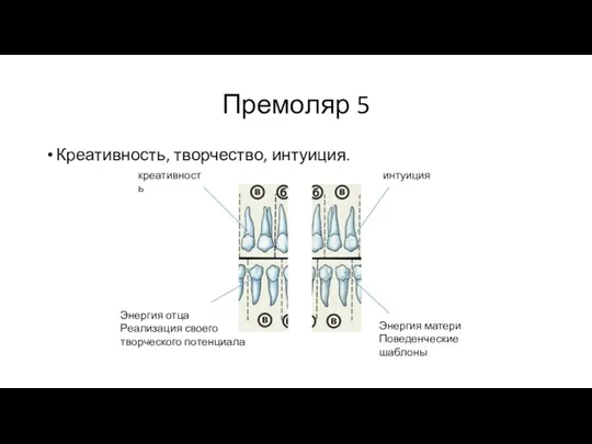 Премоляр 5 Креативность, творчество, интуиция. креативность интуиция Энергия матери Поведенческие