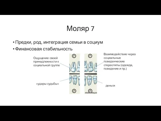 Моляр 7 Предки, род, интеграция семьи в социум Финансовая стабильность