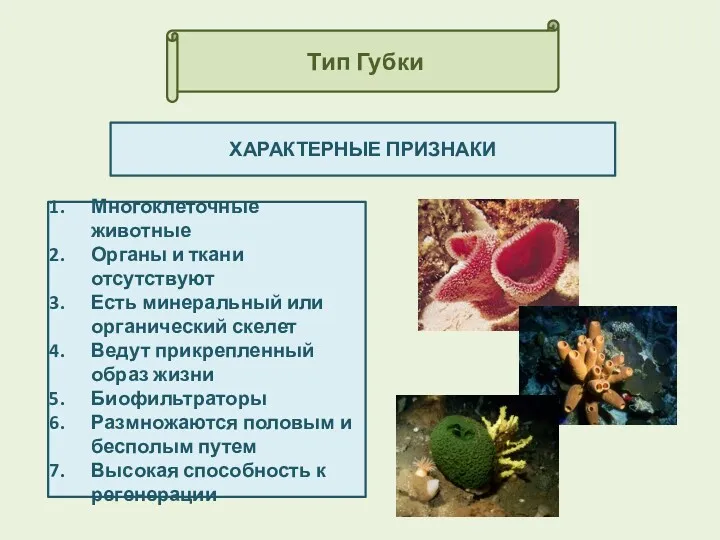 Тип Губки ХАРАКТЕРНЫЕ ПРИЗНАКИ Многоклеточные животные Органы и ткани отсутствуют