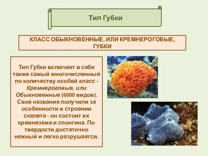 Тип Губки КЛАСС ОБЫКНОВЕННЫЕ, ИЛИ КРЕМНЕРОГОВЫЕ, ГУБКИ Тип Губки включает