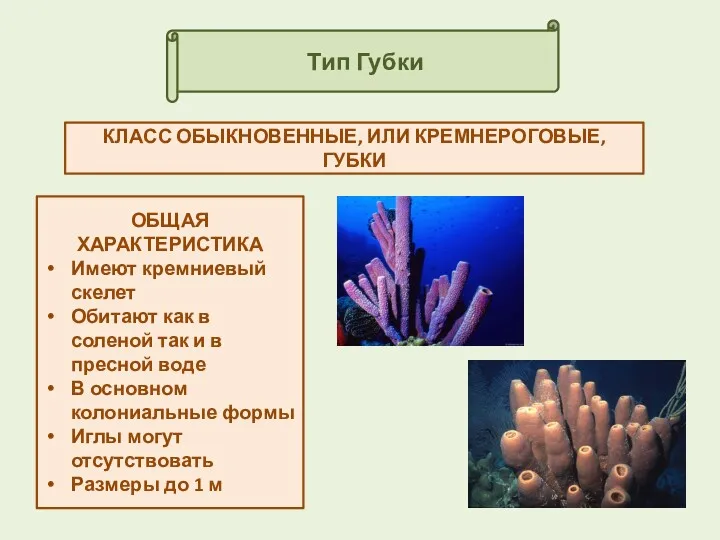 Тип Губки КЛАСС ОБЫКНОВЕННЫЕ, ИЛИ КРЕМНЕРОГОВЫЕ, ГУБКИ ОБЩАЯ ХАРАКТЕРИСТИКА Имеют