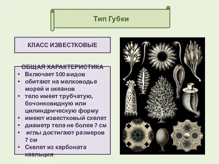 Тип Губки КЛАСС ИЗВЕСТКОВЫЕ ОБЩАЯ ХАРАКТЕРИСТИКА Включает 500 видов обитают