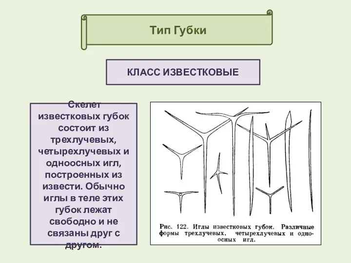 Тип Губки КЛАСС ИЗВЕСТКОВЫЕ Скелет известковых губок состоит из трехлучевых,