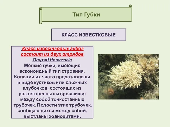 Тип Губки КЛАСС ИЗВЕСТКОВЫЕ Класс известковых губок состоит из двух