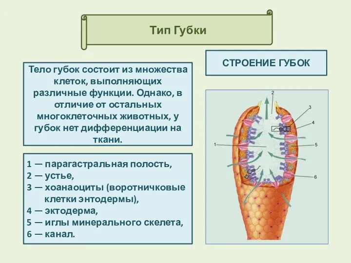 Тип Губки СТРОЕНИЕ ГУБОК Тело губок состоит из множества клеток,