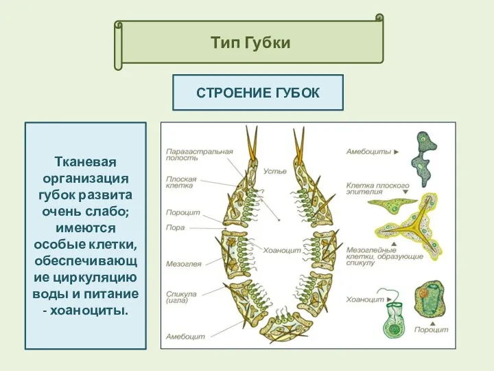 Тип Губки СТРОЕНИЕ ГУБОК Тканевая организация губок развита очень слабо;