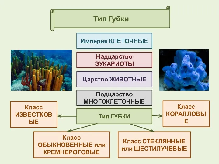 Тип Губки Империя КЛЕТОЧНЫЕ Класс ИЗВЕСТКОВЫЕ Надцарство ЭУКАРИОТЫ Царство ЖИВОТНЫЕ