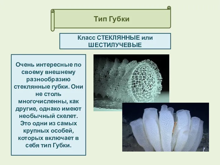 Тип Губки Класс СТЕКЛЯННЫЕ или ШЕСТИЛУЧЕВЫЕ Очень интересные по своему