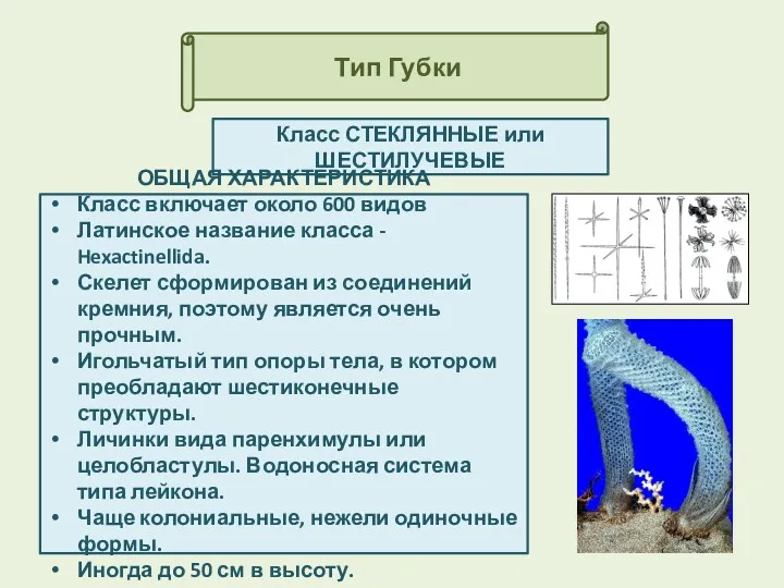 Тип Губки Класс СТЕКЛЯННЫЕ или ШЕСТИЛУЧЕВЫЕ ОБЩАЯ ХАРАКТЕРИСТИКА Класс включает