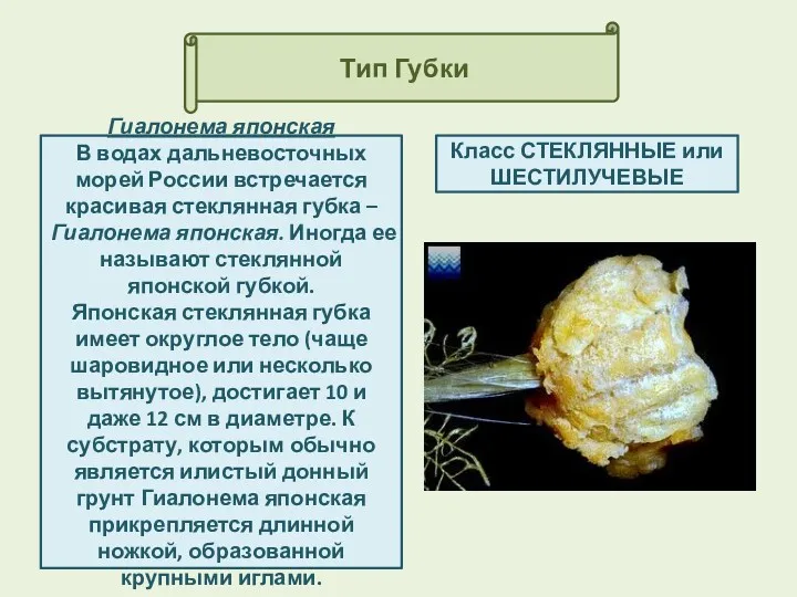 Тип Губки Класс СТЕКЛЯННЫЕ или ШЕСТИЛУЧЕВЫЕ Гиалонема японская В водах