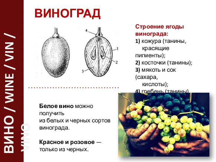 ВИНОГРАД Белое вино можно получить из белых и черных сортов