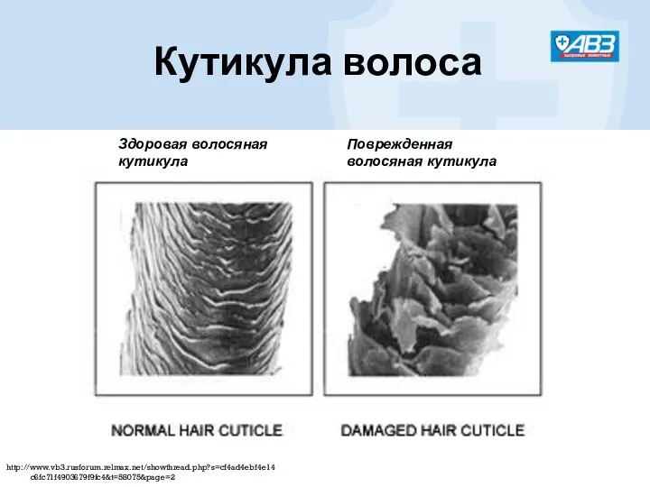 Кутикула волоса http://www.vb3.rusforum.relmax.net/showthread.php?s=cf4ad4ebf4e14c6fc71f4903679f9fc4&t=58075&page=2 Здоровая волосяная кутикула Поврежденная волосяная кутикула