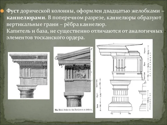 Фуст дорической колонны, оформлен двадцатью желобками – каннелюрами. В поперечном разрезе, каннелюры образуют