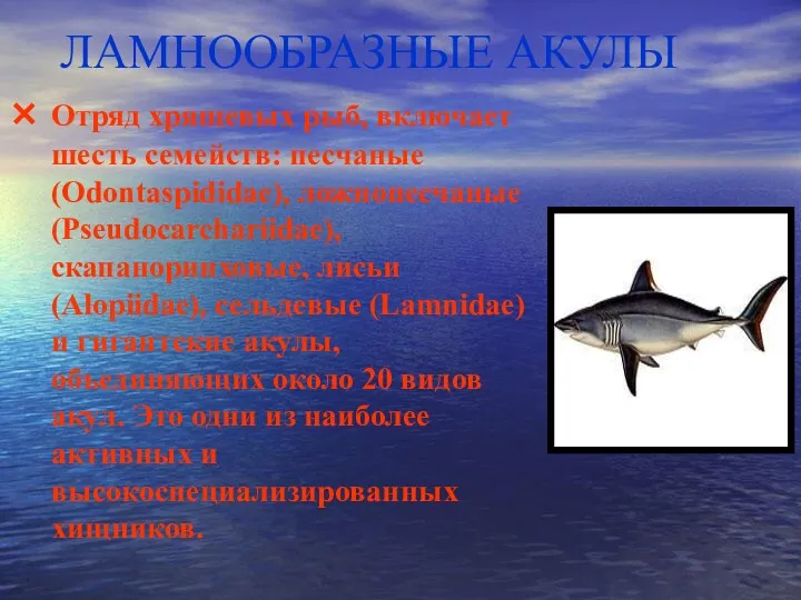 ЛАМНООБРАЗНЫЕ АКУЛЫ Отряд хрящевых рыб, включает шесть семейств: песчаные (Odontaspididae),
