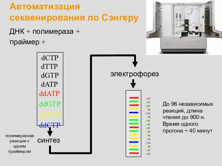ДНК + полимераза + праймер + dCTP dTTP dGTP dATP ddATP ddGTP ddTTP