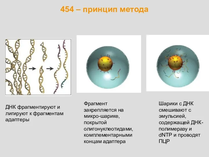 454 – принцип метода ДНК фрагментируют и лигируют к фрагментам адаптеры Фрагмент закрепляется