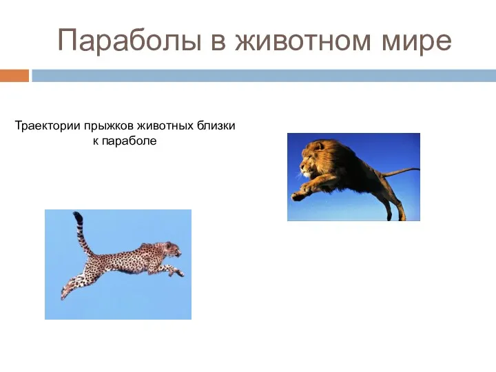 Параболы в животном мире Траектории прыжков животных близки к параболе