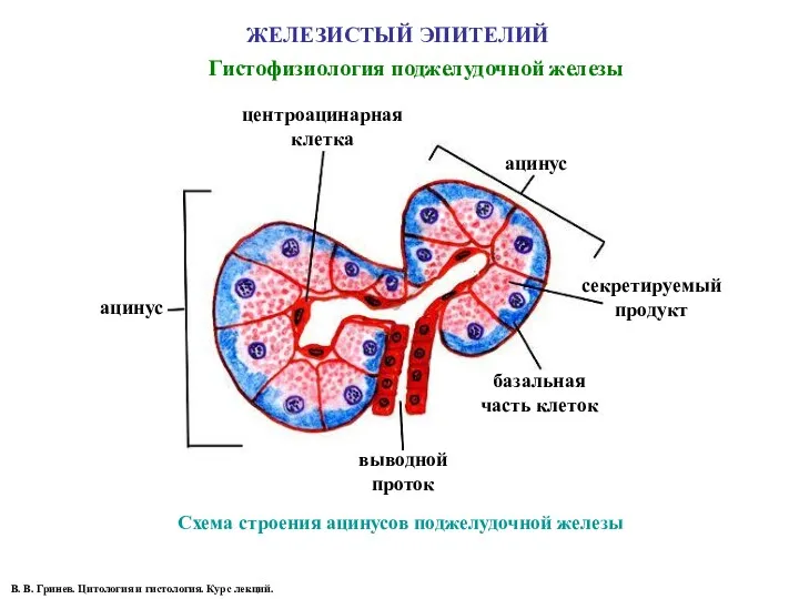 ЖЕЛЕЗИСТЫЙ ЭПИТЕЛИЙ Гистофизиология поджелудочной железы Схема строения ацинусов поджелудочной железы