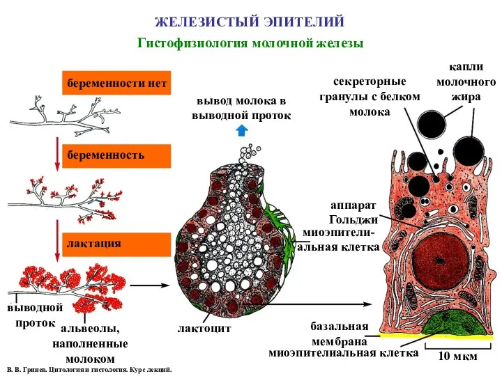 ЖЕЛЕЗИСТЫЙ ЭПИТЕЛИЙ Гистофизиология молочной железы беременности нет беременность лактация выводной