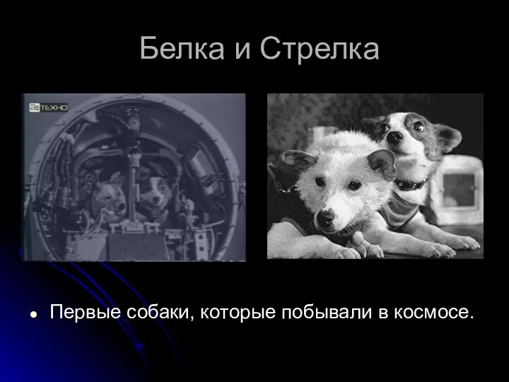 Белка и Стрелка Первые собаки, которые побывали в космосе.