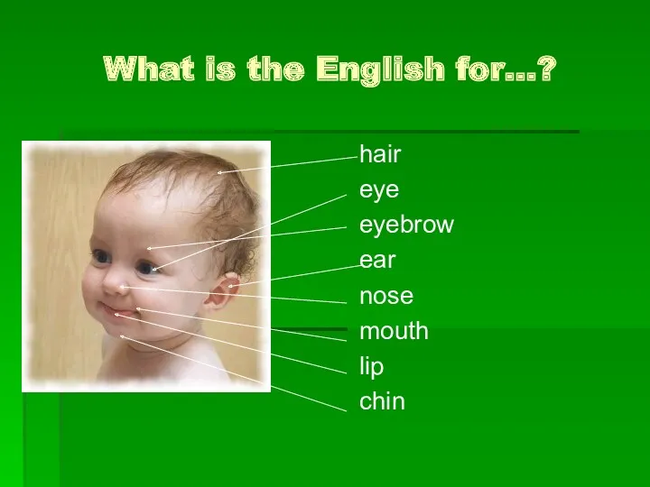 What is the English for…? hair eye eyebrow ear nose mouth lip chin