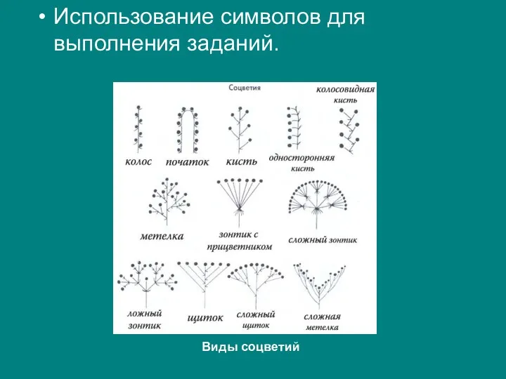 Использование символов для выполнения заданий. Виды соцветий