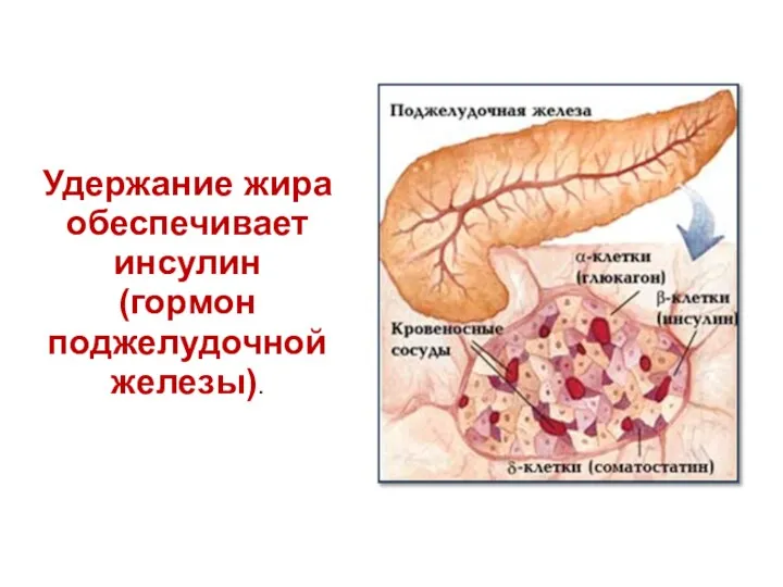 Удержание жира обеспечивает инсулин (гормон поджелудочной железы).