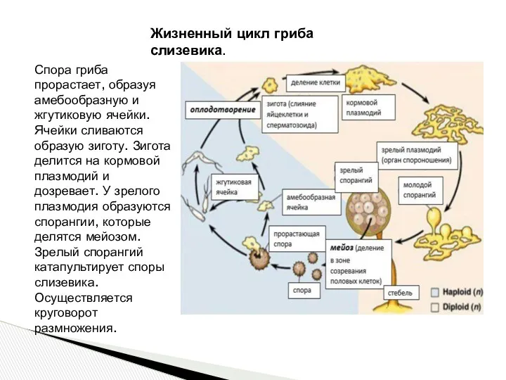 Жизненный цикл гриба слизевика. Спора гриба прорастает, образуя амебообразную и