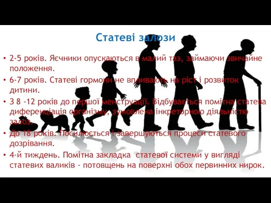 Статеві залози 2-5 років. Яєчники опускаються в малий таз, займаючи