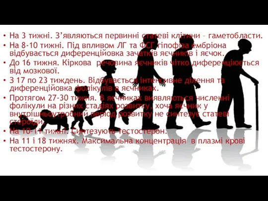 На 3 тижні. З’являються первинні статеві клітини – гаметобласти. На