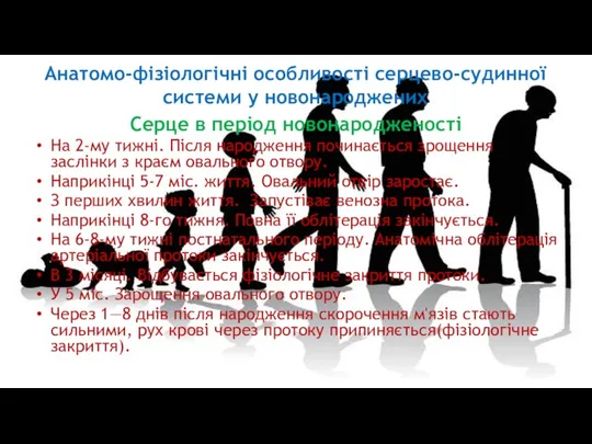 Анатомо-фізіологічні особливості серцево-судинної системи у новонароджених Серце в період новонародженості