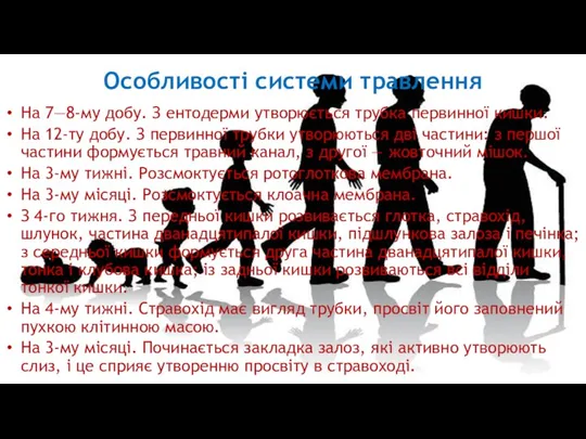 Особливості системи травлення На 7—8-му добу. З ентодерми утворюється трубка