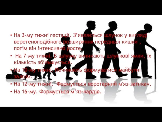 На 3-му тижні гестації. З’являється шлунок у вигляді веретеноподібного розширення