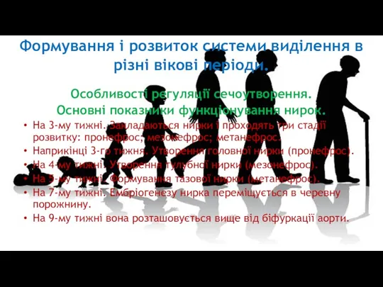 Формування і розвиток системи виділення в різні вікові періоди. Особливості