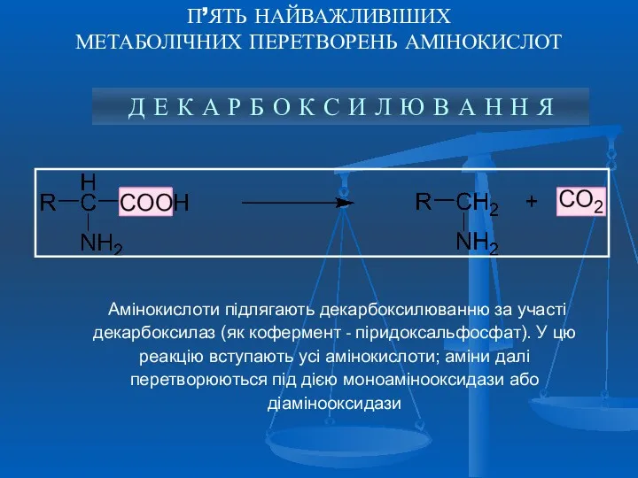 П’ЯТЬ НАЙВАЖЛИВІШИХ МЕТАБОЛІЧНИХ ПЕРЕТВОРЕНЬ АМІНОКИСЛОТ Амінокислоти підлягають декарбоксилюванню за участі декарбоксилаз (як кофермент