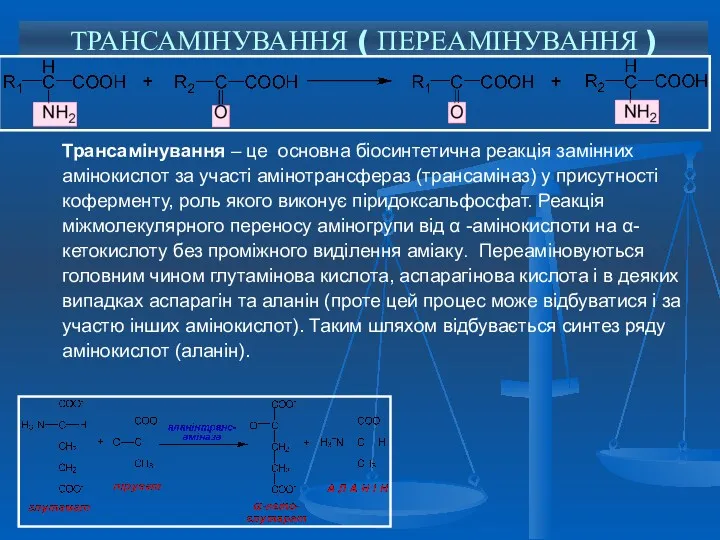 ТРАНСАМІНУВАННЯ ( ПЕРЕАМІНУВАННЯ ) Трансамінування – це основна біосинтетична реакція