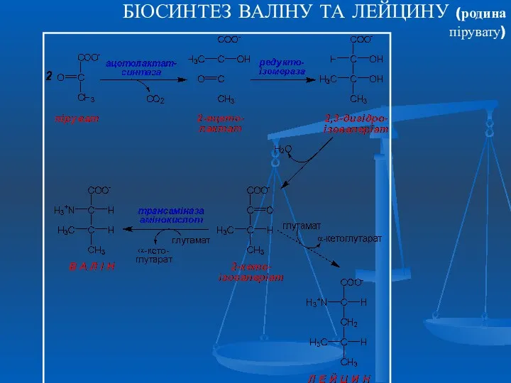 БІОСИНТЕЗ ВАЛІНУ ТА ЛЕЙЦИНУ (родина пірувату)