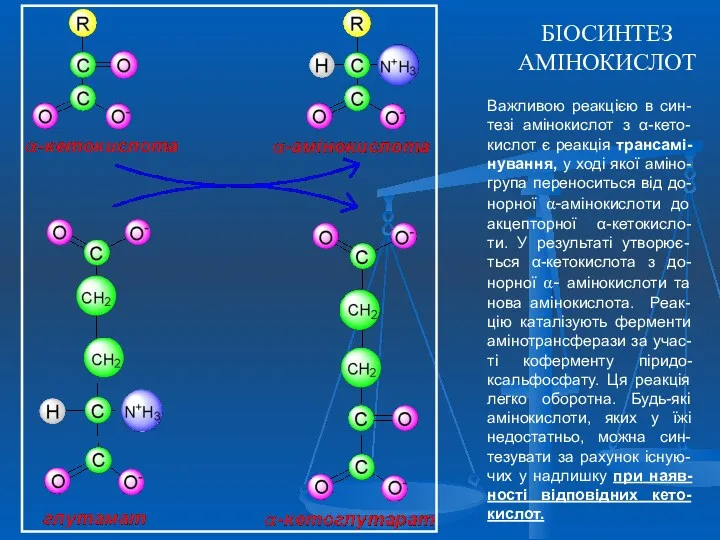 БІОСИНТЕЗ АМІНОКИСЛОТ Важливою реакцією в син-тезі амінокислот з α-кето-кислот є реакція трансамі-нування, у