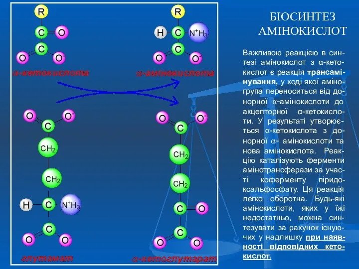 БІОСИНТЕЗ АМІНОКИСЛОТ Важливою реакцією в син-тезі амінокислот з α-кето-кислот є