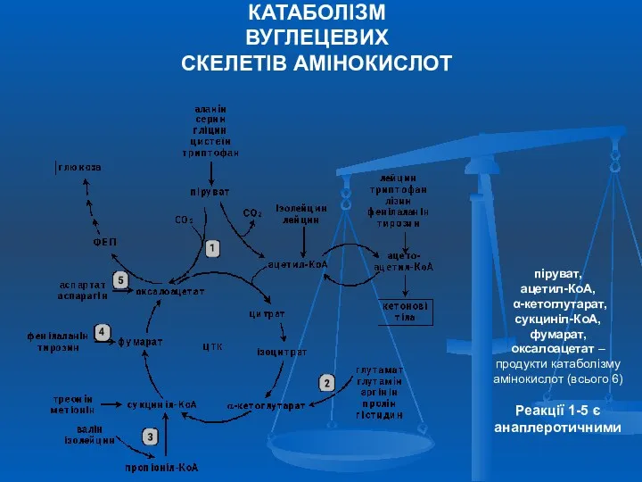 КАТАБОЛІЗМ ВУГЛЕЦЕВИХ СКЕЛЕТІВ АМІНОКИСЛОТ піруват, ацетил-КоА, α-кетоглутарат, сукциніл-КоА, фумарат, оксалоацетат – продукти катаболізму