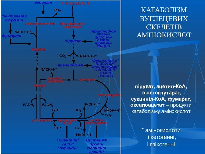 КАТАБОЛІЗМ ВУГЛЕЦЕВИХ СКЕЛЕТІВ АМІНОКИСЛОТ піруват, ацетил-КоА, α-кетоглутарат, сукциніл-КоА, фумарат, оксалоацетат – продукти катаболізму