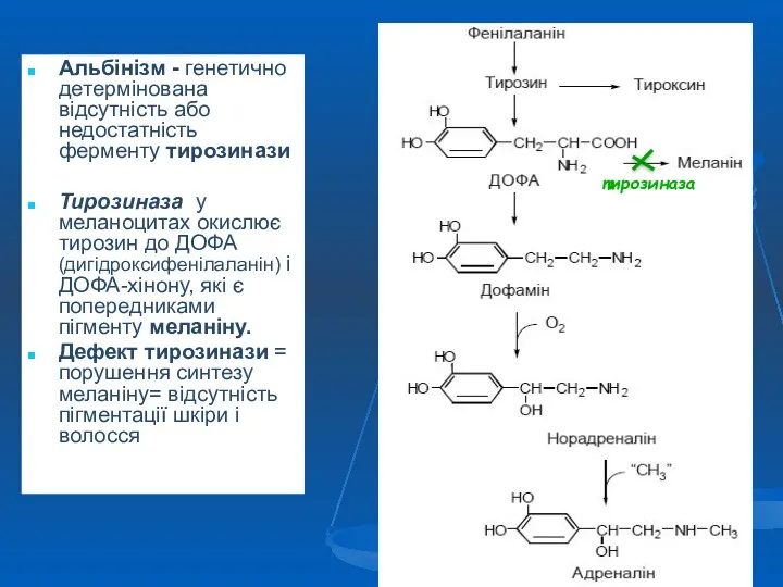 Альбінізм - генетично детермінована відсутність або недостатність ферменту тирозинази Тирозиназа у меланоцитах окислює