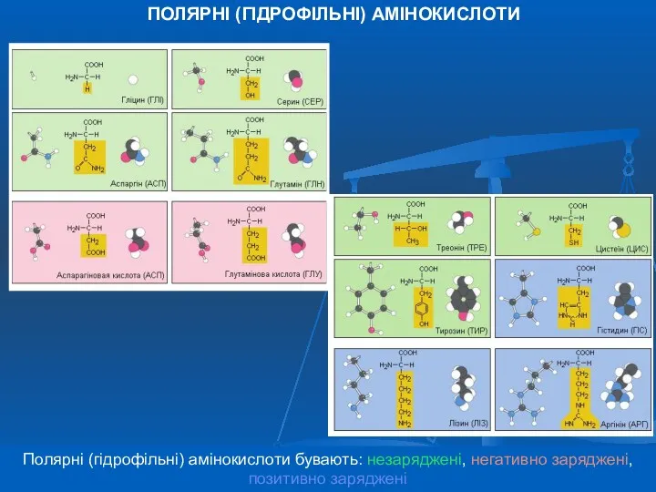 Полярні (гідрофільні) амінокислоти бувають: незаряджені, негативно заряджені, позитивно заряджені ПОЛЯРНІ (ГІДРОФІЛЬНІ) АМІНОКИСЛОТИ