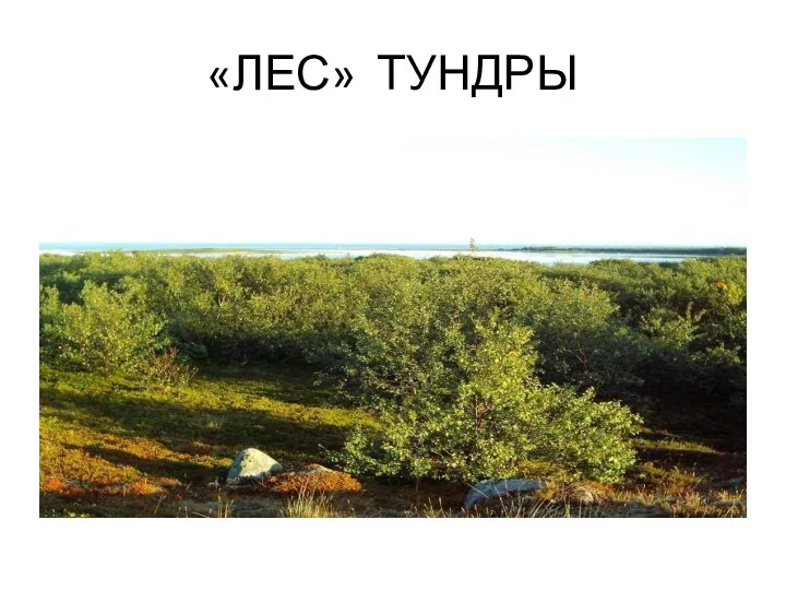 «ЛЕС» ТУНДРЫ